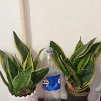 ح ر ا ج|حراج|خرم‌آباد, |دیوار