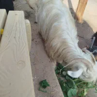 تیربز گله داری اصل