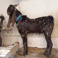 تکه جنس پاکستانی