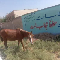 اسب نریان نژاد دار|اسب و تجهیزات اسب‌سواری|اندیکا, |دیوار