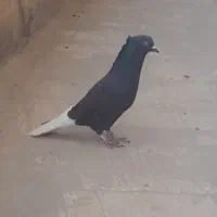 اشعل|پرنده|سوسنگرد, |دیوار