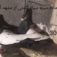 کبوتر زوردار|پرنده|کرمانشاه, |دیوار