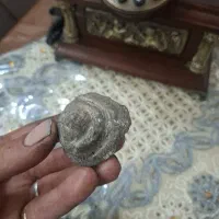 فسیل حلزون سنگواره