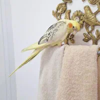 ۲ عدد عروس هلندی فول دستی|پرنده|قم, باجک یک|دیوار