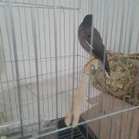 مرغ مینا|پرنده|اسلام‌شهر, صادقیه|دیوار