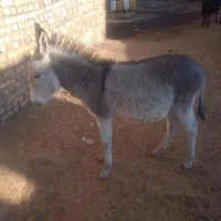 فروشی|حیوانات مزرعه|تربت جام, میان جام|دیوار