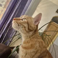 واگذاری گربه