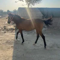 کره اسب نریون|اسب و تجهیزات اسبسواری|قشم, |دیوار