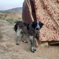 سگ قدرجونی|سگ|داران, |دیوار