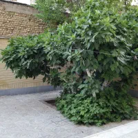 مخابرات - حیاط اختصاصی|فروش آپارتمان|شاهین‌شهر, مخابرات (شهید بهشتی)|دیوار
