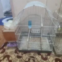 قفس عروس هلندی