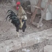 فروش پنچ عدد خروس درشادگان
