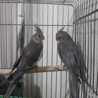 جفت عروس هلندی مولد