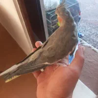 عروس هلندی مولد