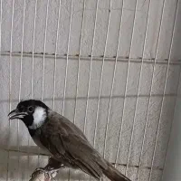 سهره خرما