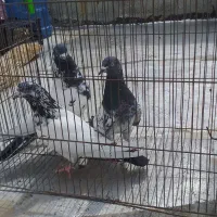 کفتر های سالم