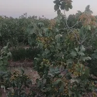 فروش 2هکتار زمین پسته
