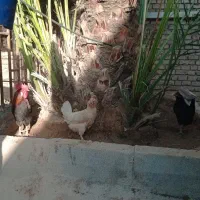 پرنده مرغ وخروس، حیوانات خانگی