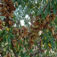 نهالستان فروش انواع درخت میوه بادام گردو|خدمات باغبانی و درختکاری|مرودشت, بهارستان|دیوار