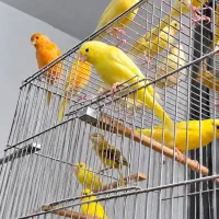 قناری نر ماده تن نرفته