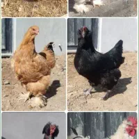 تخم مرغ نطفه دار نژاد برهما،فریزل،پاپر ریشو