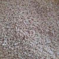 گندم دیم برداشت امسال