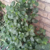 گل طبیعی|گل و گیاه طبیعی|لردگان, |دیوار