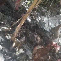 مرغ لاری یک ساله