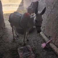 الاغ|حیوانات مزرعه|سبزوار, کلاته سیفر|دیوار