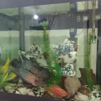 اکواریوم|ماهی|تاکستان, |دیوار