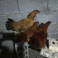 مرغ و سه عدد جوجه خروس
