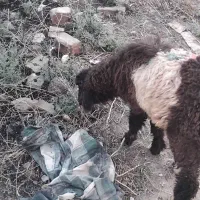 دوتا بره نرو ماده