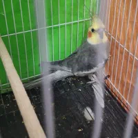 عروس هلندی سینامون نر یکساله