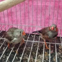 دو جفت فنچ مولد|پرنده|بندر ماهشهر, |دیوار