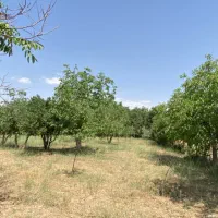 فروش فوری ۵۰۰ متر باغ  کوی پزشکان