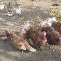 فروش ۵ عدد بوقلمون محلی فقط از گیاه تغذیه کردن|حیوانات مزرعه|لاجان, |دیوار