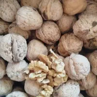 گردو کاغذی|خوردنی و آشامیدنی|شیراز, گویم|دیوار