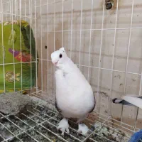 تعدادی کبوتر فروشی|پرنده|بندرعباس, |دیوار