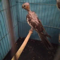 عروس هلندی باهوش|پرنده|رومشکان, |دیوار