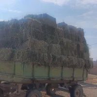 یونجه پرس