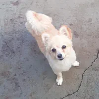 پامر روباهی