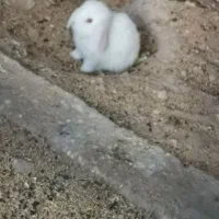 خرگوش لپ|موش و خرگوش|جم, |دیوار