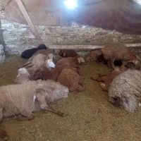 گوسفند زنده