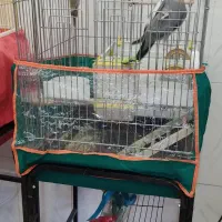 فروش جفت عروس هلندی