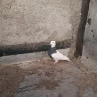 کبوتر طوقی|پرنده|ایذه, |دیوار