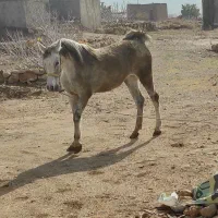 فروش اسب مادیون