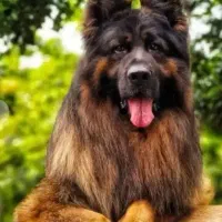توله ژرمن شولاین رنگ سرخ