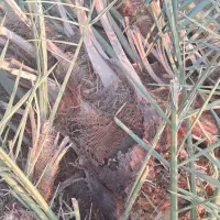 فروش فسیل کلیته مضافتی..|گل و گیاه طبیعی|جیرفت, |دیوار