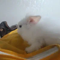 خرگوش لوپ چشم آبی|موش و خرگوش|شوشتر, |دیوار