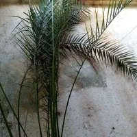 گل وگیاه|گل و گیاه طبیعی|شیراز, تندگویان|دیوار